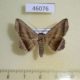 46076p-Noctuidae-Lesmone-formularis-Dominicana-6