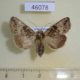 46078p Noctuidae Perigea sp. berinda f Dominicana $6