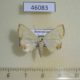 46083p-Noctuidae-Eulepidotis-modestula-Dominicana-7