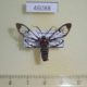 46088p-Arctiidae-Eunomia-colombina-Dominicana-9