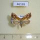 46169p-Noctuidae-Lophomilia-flaviplaga-Primorye-8