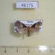 46175p-Moth-sp.-Primorye-5