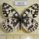 46235p-Satyridae-Melanargia-russia-Khakassia-rep.-5