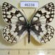 46238p-Satyridae-Melanargia-russia-Khakassia-rep.-5