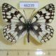 46239p-Satyridae-Melanargia-russia-Khakassia-rep.-5