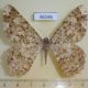 46246p-Geometridae-Epimecis-fraternaria-Costa-Rica-7