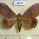 46295p-Noctuidae-Ophisma-tropicalis-Costa-Rica-6