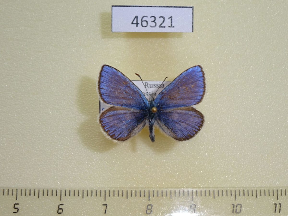 Orbit Insect Lycaenidae Albulina orbitulus Khakassia rep. - Fareastinsects