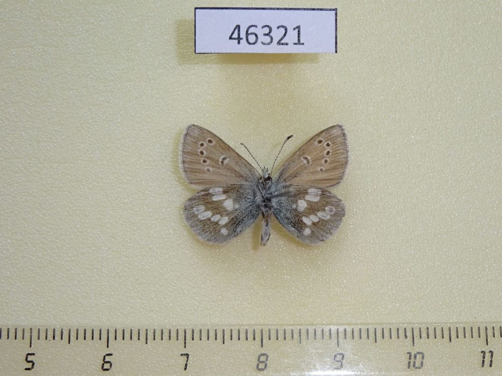 Orbit Insect Lycaenidae Albulina orbitulus Khakassia rep. - Fareastinsects
