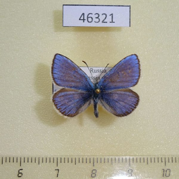 Lycaenidae Albulina orbitulus Khakassia rep.