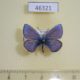 46321p-Lycaenidae-Albulina-orbitulus-Khakassia-rep.-5
