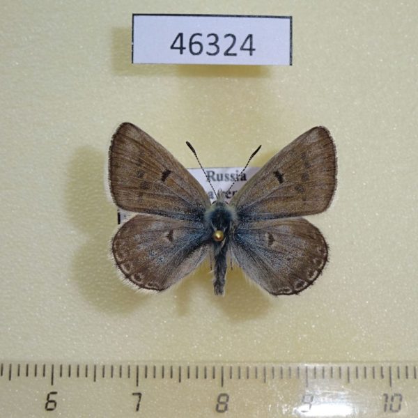 Lycaenidae Argiades diodorus Tyva rep.