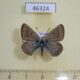 46324p Lycaenidae Argiades diodorus Tyva rep. $9