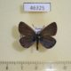46325p-Lycaenidae-Plebeius-lucifer-Tyva-rep.-9