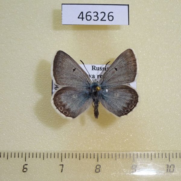 Lycaenidae Argiades diodorus Tyva rep.