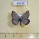 46326p Lycaenidae Argiades diodorus Tyva rep. $9