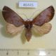 46445p-Notodontidae-Hemiceras-celia-f-Costa-Rica-5