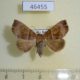 46455p-Noctuidae-sp.-Costa-Rica-4