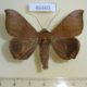 46460p-Noctuidae-Ophisma-tropicalis-Dominicana-4