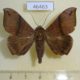 46463p-Noctuidae-Ophisma-tropicalis-Dominicana-4