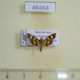 46464p-Crambidae-Syngamia-florella-Dominicana-8