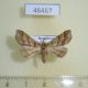 46467p-Noctuidae-sp.-Dominicana-5
