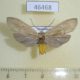 46468p Arctiidae Ischnocampa sp. f Dominicana $7