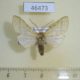 46473p Arctiidae Lophocampa desotoi Dominicana $6