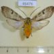 46476p-Arctiidae-Halysidota-ata-Dominicana-8