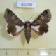 46490p-Noctuidae-Melipotis-famelica-f-Dominicana-6