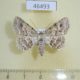 46493p-Noctuidae-sp.-Costa-Rica-5