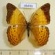 46496p-Nymphalidae-Cirrochroa-emalea-Borneo-4
