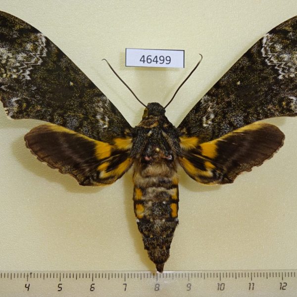 Sphingidae Coelonia fulvinotata f Uganda
