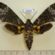 46499p-Sphingidae-Coelonia-fulvinotata-f-Uganda-18