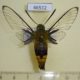 46512p-Sphingidae-Cephonodes-sp.-hylas-Uganda-10