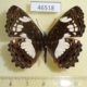 46518p-Nymphalidae-Neptidopsis-ophione-Uganda-8