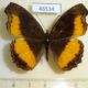 46534p-Nymphalidae-Eurytela-dryope-Uganda-8