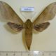 46543p-Sphingidae-Theretra-jugurtha-Uganda-15