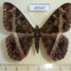 46547p-Noctuidae-Cyligramma-magus-Uganda-8