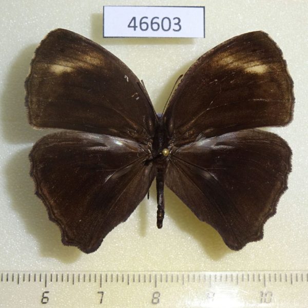 Satyridae Bicyclus mandanes Uganda