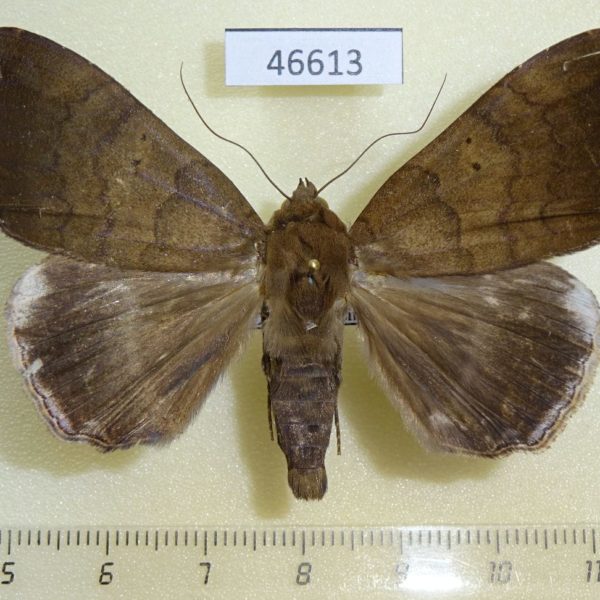 Noctuidae Achaea finita Uganda