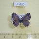 46630p-Lycaenidae-Cacyreus-lingeus-Uganda-5