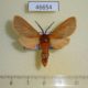 46654p-Arctiidae-Metarctia-lateritia-Uganda-10