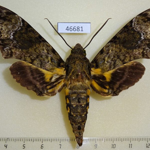 Sphingidae Coelonia fulvinotata Uganda