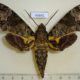46681p-Sphigidae-Coelonia-fulvinotata-Uganda-12