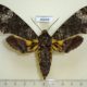 46688p-Sphingidae-Coelonia-fulvinotata-f-Uganda-18