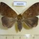 46699p-Noctuidae-Stenopis-davidioides-f-Uganda-12