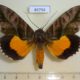 46794p-Noctuidae-Eudocima-divitiosa-Uganda-20