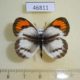 46811p-Pieridae-Colotis-sp.-euippe-Uganda-10