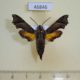 46846p Sphingidae Temnora stevensoni Uganda $22